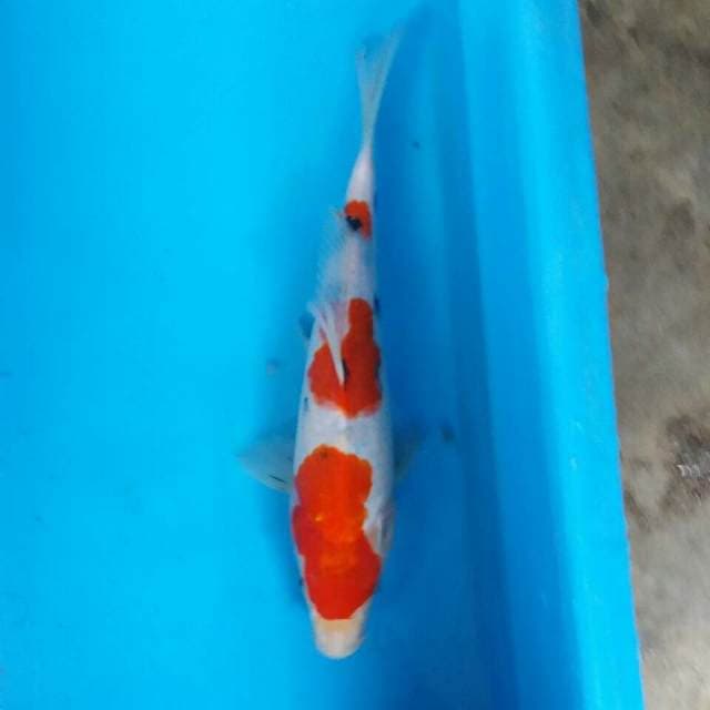 Sanke tateghoi