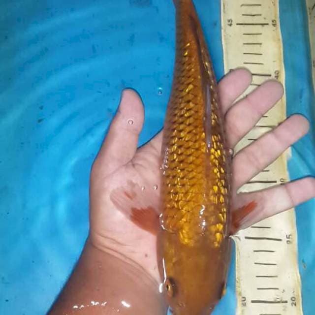 tembaga ginrin 31 cm male