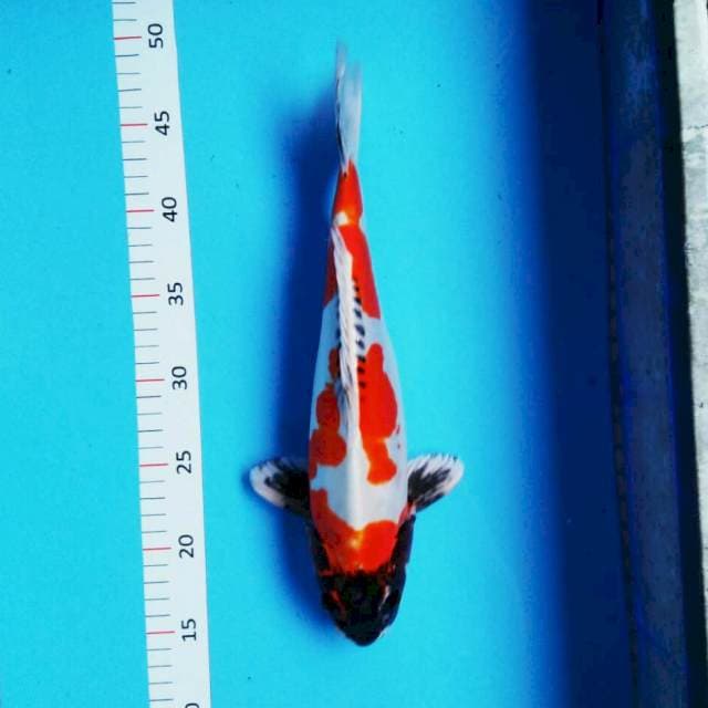 Beni kiko 35cm male