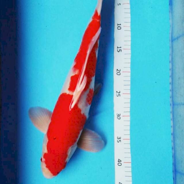 Kohaku ori 44cm male