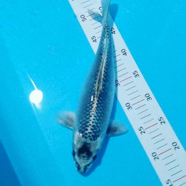 # gin matsuba 34 cm#