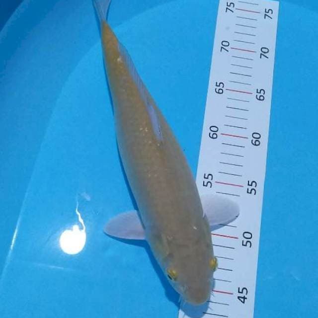 Midori 34 cm