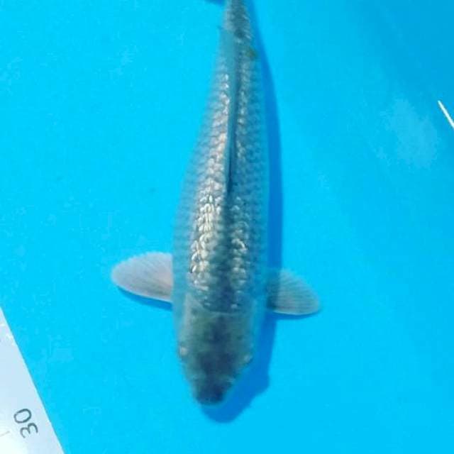 Suragoi gindrin 27 cm