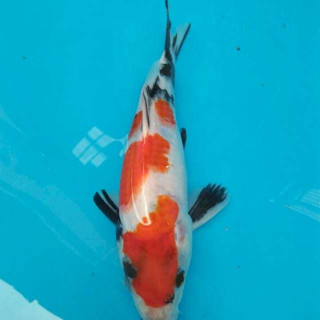 showa 20 cm