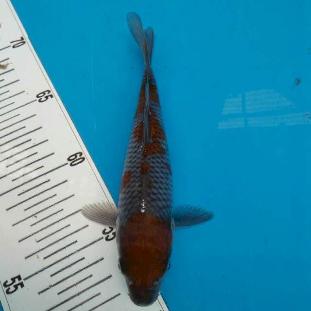 ochiba 20 cm
