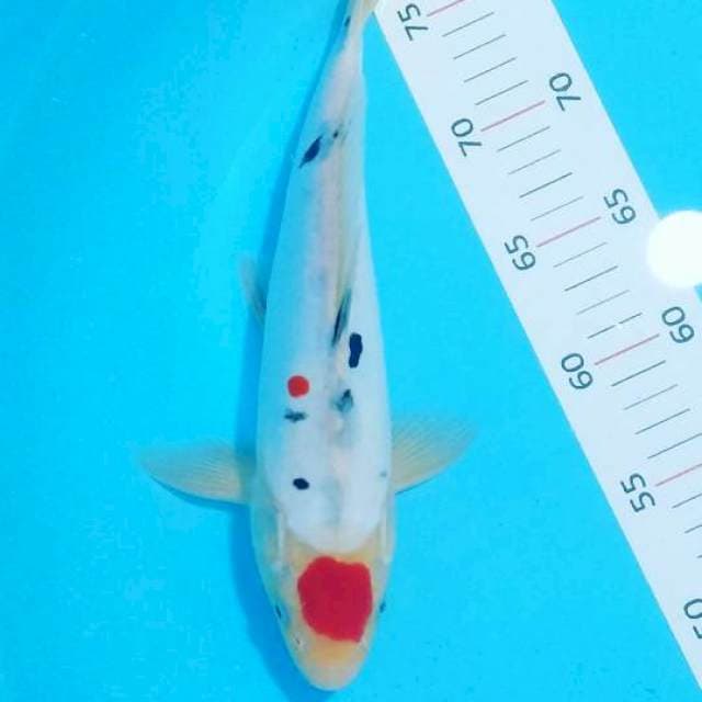 31cm tancho sanke