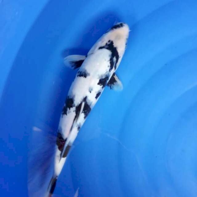 Shiro 40 cm