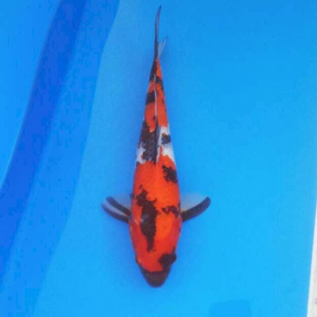 Showa male 36 cm