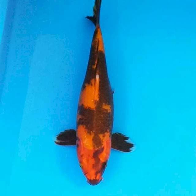 Hiu 36 cm