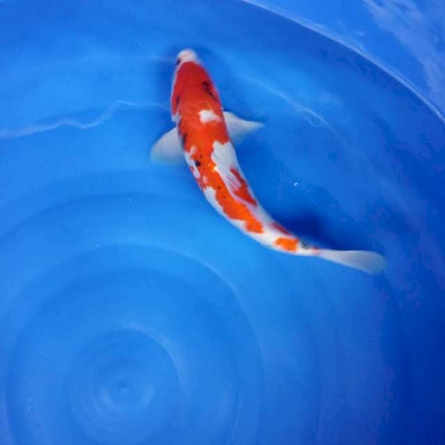 JANTAN 36CM