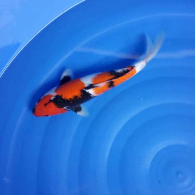 MoToGoromo 37 cm
