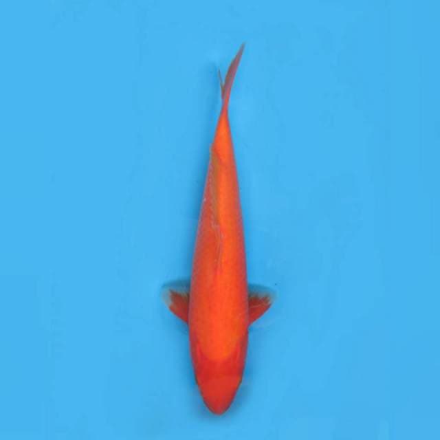 34cm male , Aka Hajiro Halus Tinggal Keeping