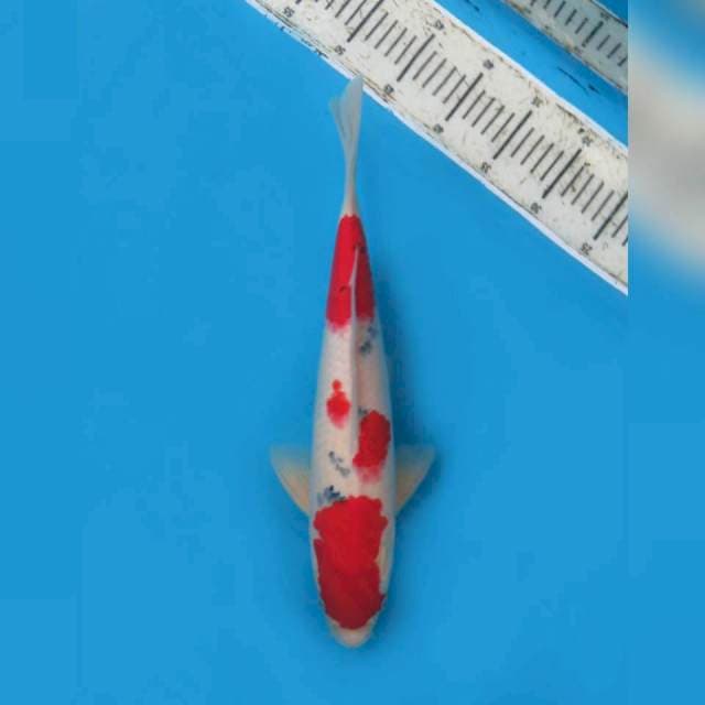 40cm male , Sanke Tsubo Sumi Merah Darah