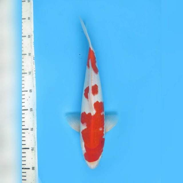 36cm male , Tosai Kohaku Mulus