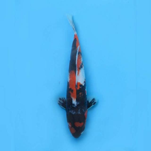 30cm male , Showa Sanshoku Jet Black