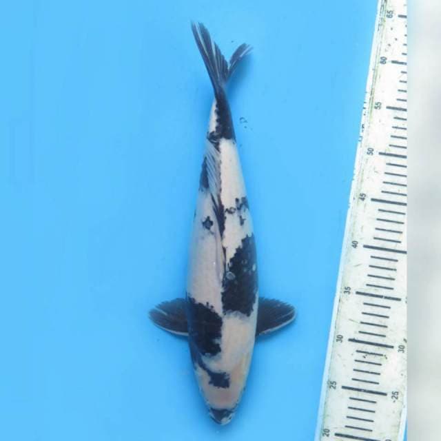 40cm male , F1 Shiro Utsuri Bulky