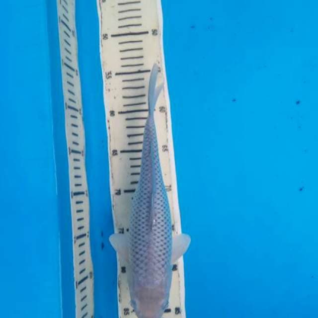 Suragoi