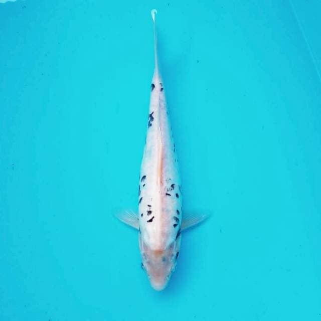 2. Kumon Medium || 30 cm