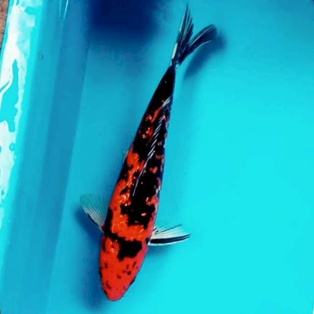 4. Hi Showa || 35 cm