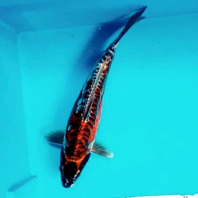 7. Beni Kiko || 33 cm