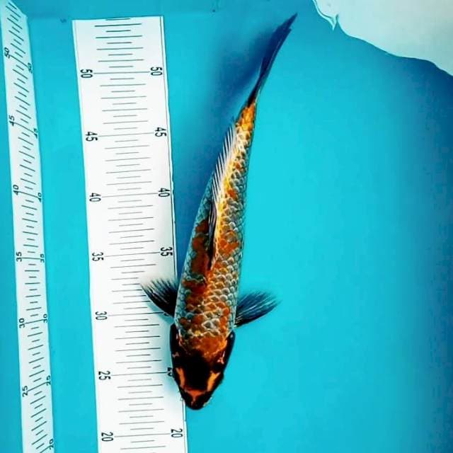 9. Kawarimono medium || 33 cm