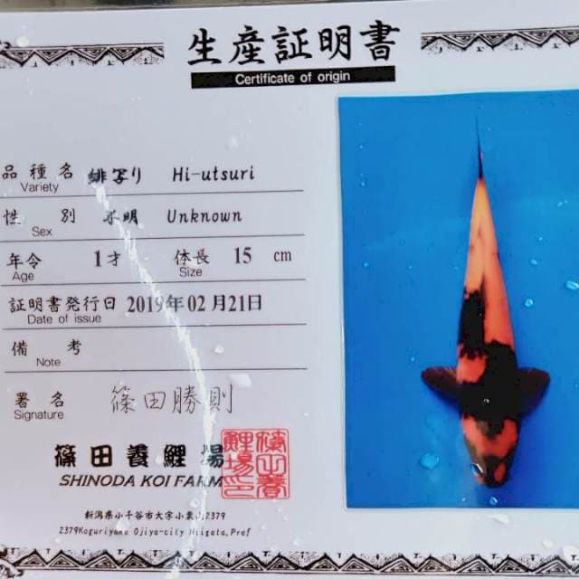 Hi utsuri shinoda import serti