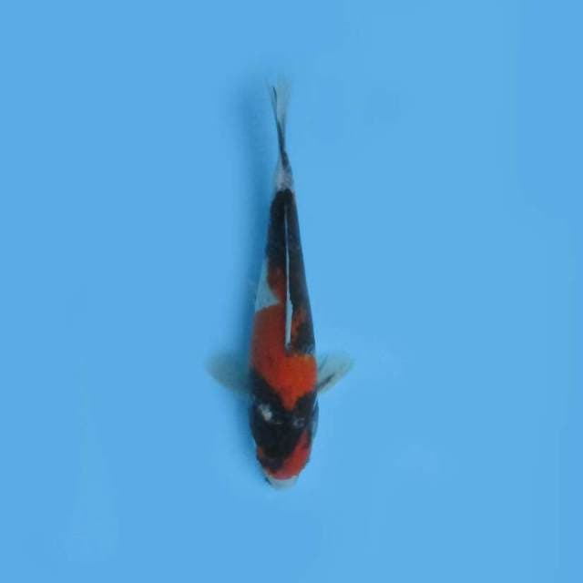 SHOWA 27 CM