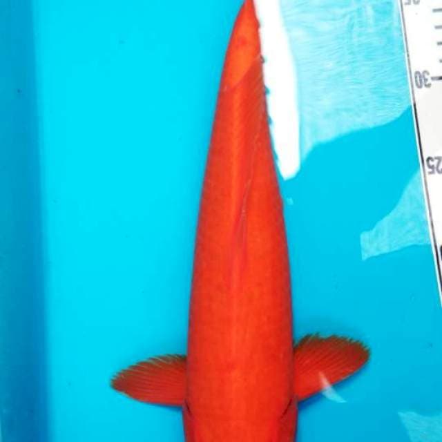 Cabe maerah 35