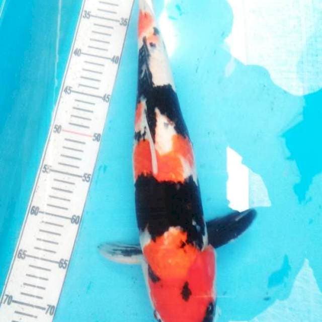 Showangar 45 cm