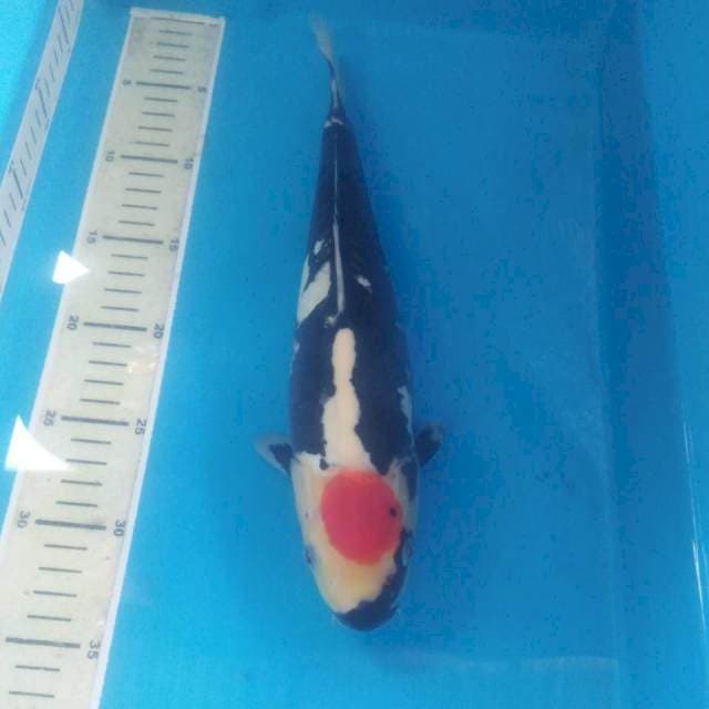 Beni Kumonryu Jantan 32 cm