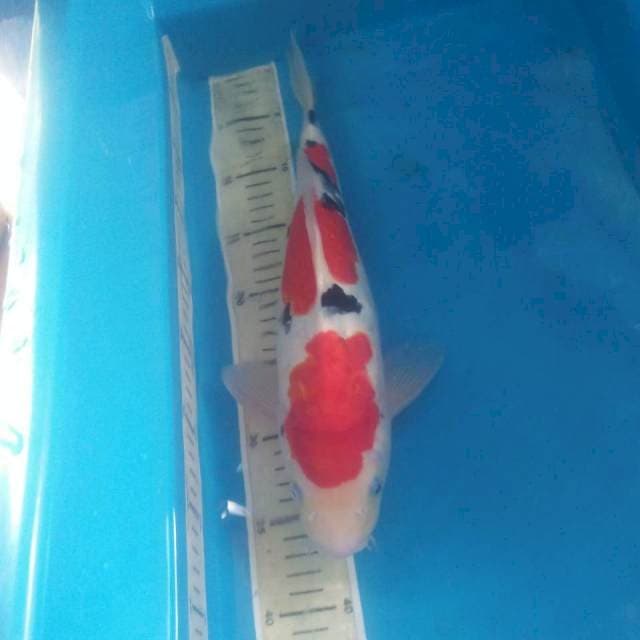 Sanke Doitsu Jantan 26 cm