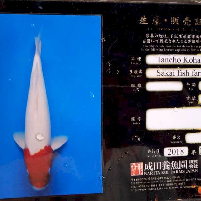 Tancho kohaku import