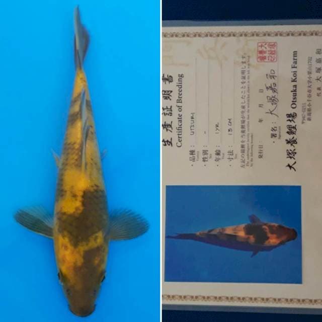 Ki utsuri otsuka 20cm sertifikat
