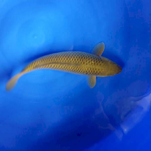 JUMBO 45 CM