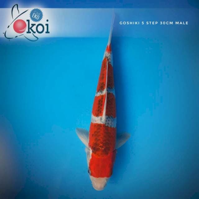 Goshiki 4 step 30cm male