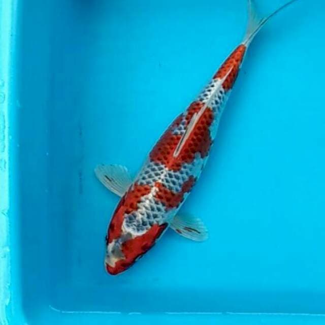Kujaku mawar berduri 27cm