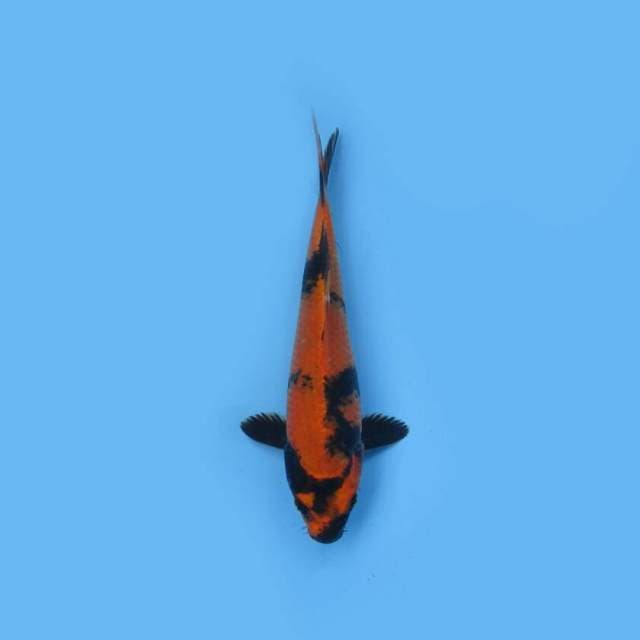UTSURI 24 CM