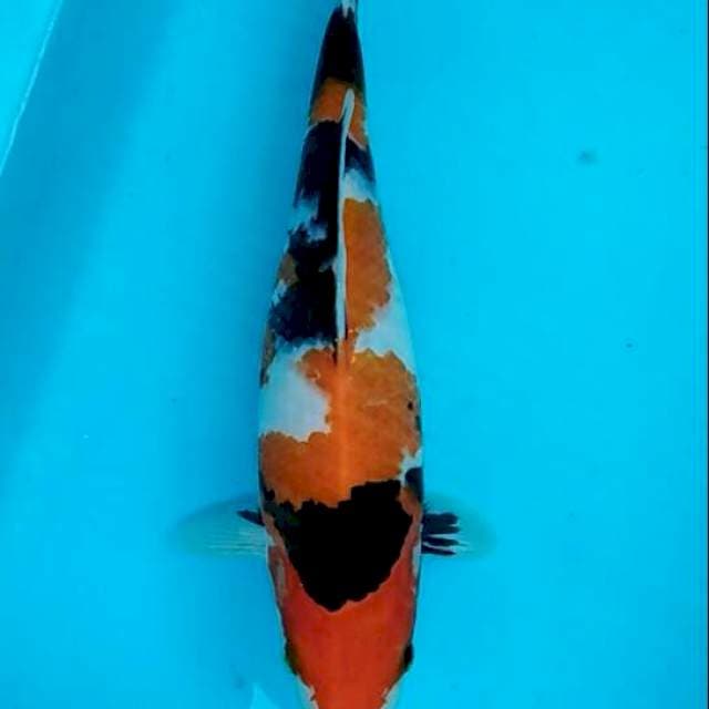 Showa bulky cantik Namira 28cm