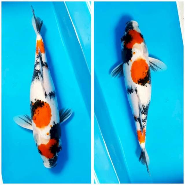 SHOWA 36cm FM