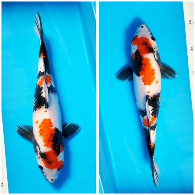 SHOWA 35cm FM