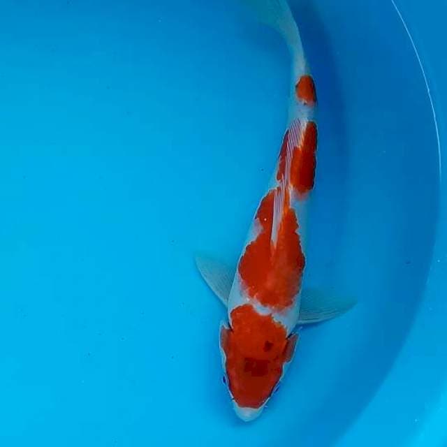 Goshiki 29cm