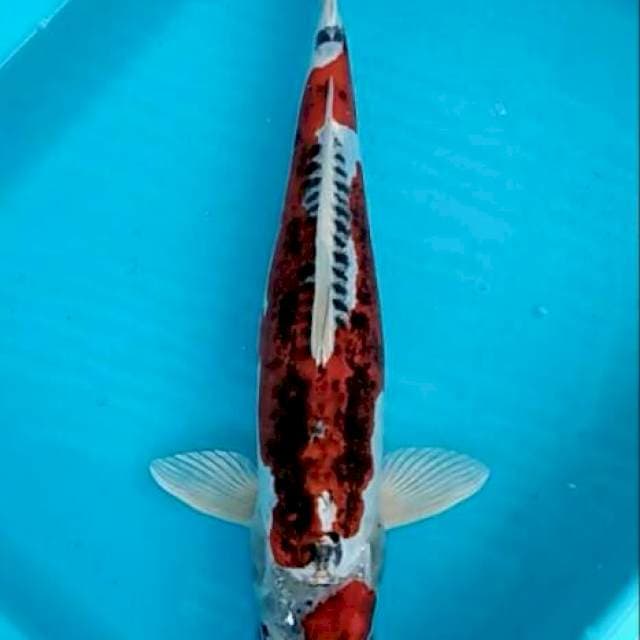 Rare collction koromo-goshiki doitsu Naya 36cm