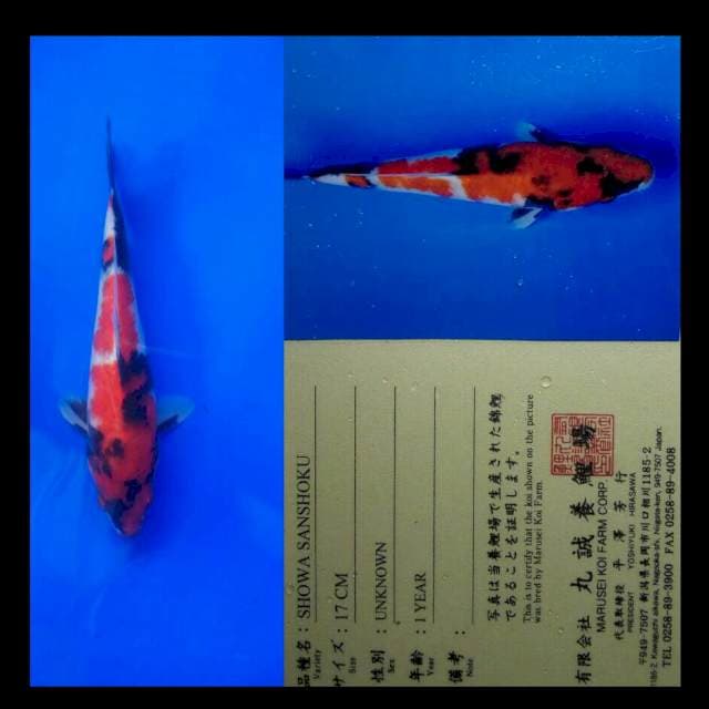Showa import marusei