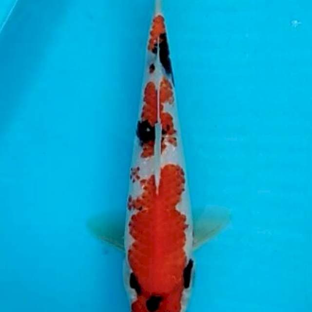 Kanoko showa (konuku showa) 3 steps ganteng 26cm