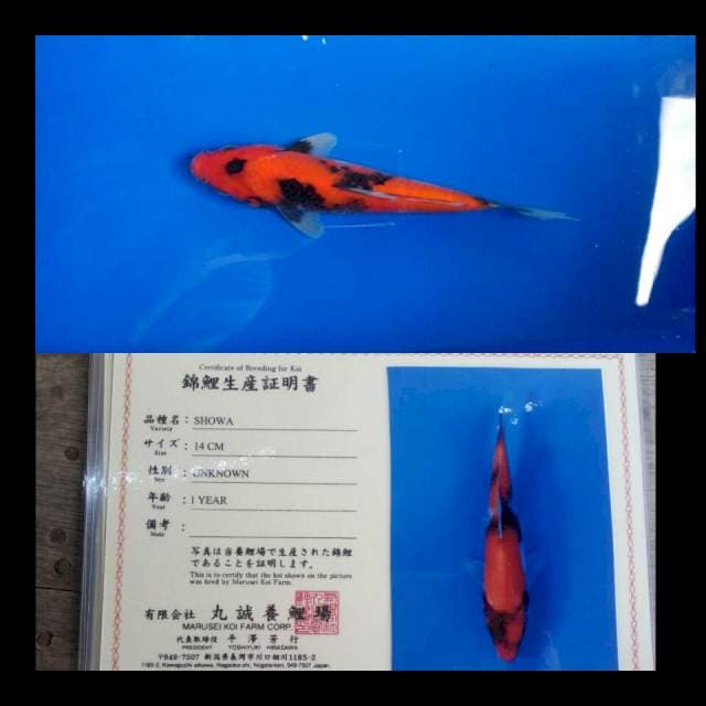 Showa import marusei