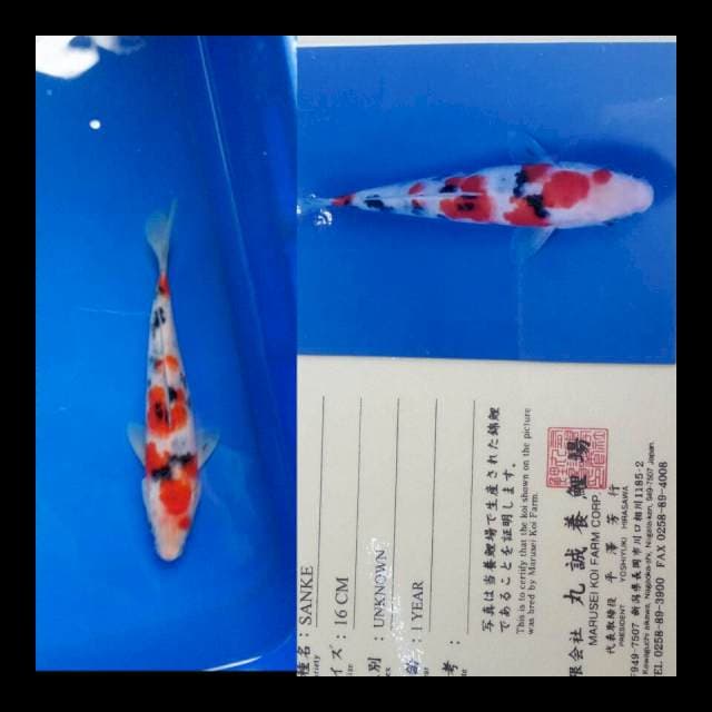 Sanke import marusei