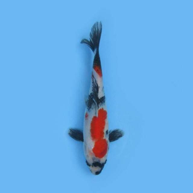 SHOWA 24 CM