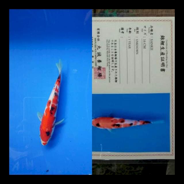 Sanke import marusei