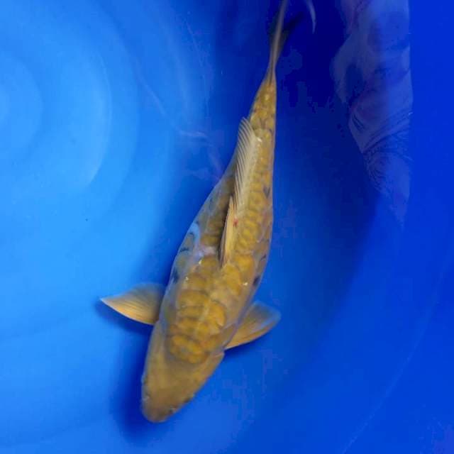 4. JUMBO 47 CM