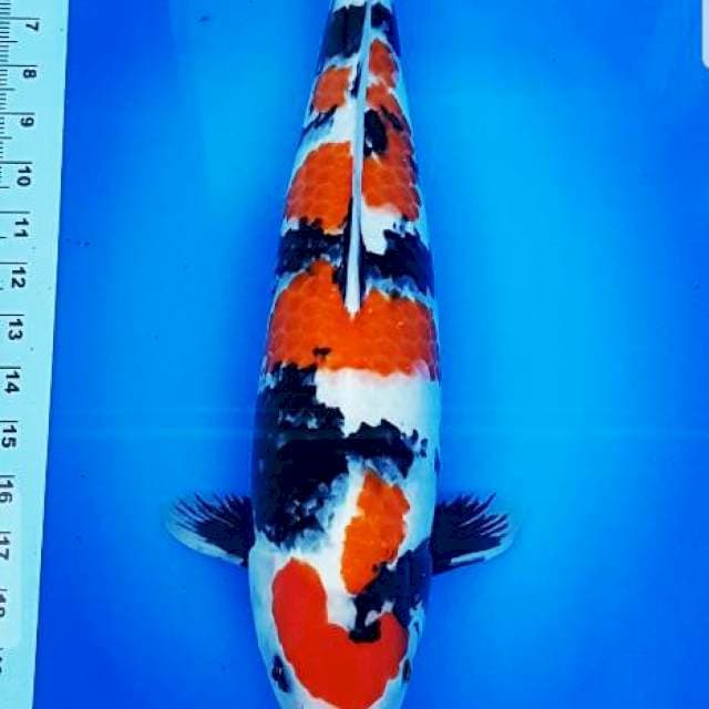 KINDAI SHOWA 54XM